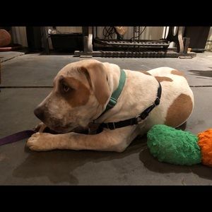 Meet your Posher, Dina